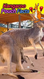 578K views · 584 reactions | Kangaroo 輦 pouch facts ❤️❤️ #animals #kangaroo #wildlife #mother #bollywood #entertainment | Shopping DEALS | Facebook