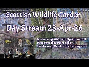 Day Stream April 28th 2026 | Bird Feeders, Wildlife Cameras Scotland UK from SWG