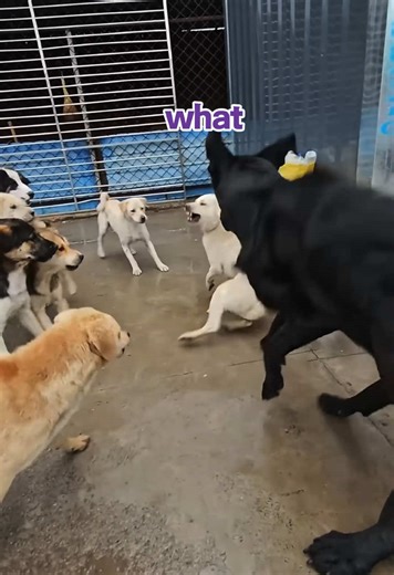 Discover Charles the Alpha Dog: A True Canine Leader