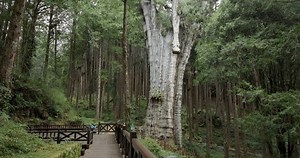 Alishan Forest Boasts Massive Ancient Trees Stock Footage Video (100% Royalty-free) 1102034721 | Shutterstock