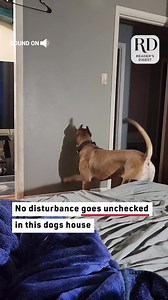 19K views · 512 reactions | Canine shadow play at its best | Reader's Digest | Facebook