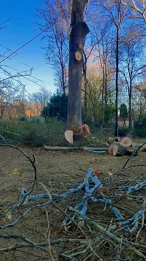 15 reactions | Mark's Tree Service was working off McCoy's Ferry Rd Thursday, taking down a 100ft big bad sycamore over a mobile home and septic. We did some heavy roping and blew out some big tops, took down a maple and 2 cherry trees. Give Mark's Tree Service a holler at 304-579-7144; they are licensed and insured in Hedgesville, WV. Support local, please share. They offer free estimates and free tree assessments. No tree is too tall - they cut them all. | Mark's Tree Service | Facebook