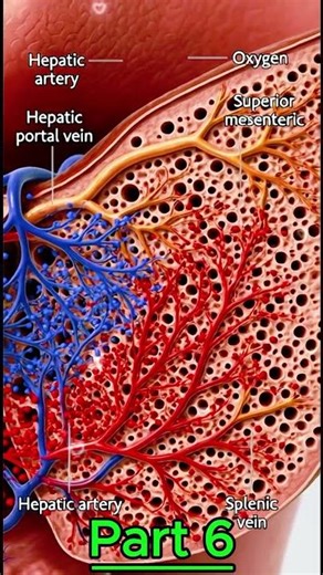 blood trensfer heart to and liver to heart #anatomyandphysiology #biology #blood #science #anatomy