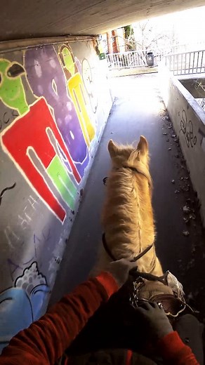 22K views · 598 reactions | Bitless breeding stallion ridden solo in urban environments. This was his second "real" solo trail ride out. Ridden with rope halter only. Amazing Stallion from: @irish_dream_tinker #tinker #gypsycob #irishcob #horsebackriding #horseriding #bitless #bitlessriding #tirol #Austria #ausreiten #gebisslos #gebisslosreiten | Fearless Horsemanship | Facebook