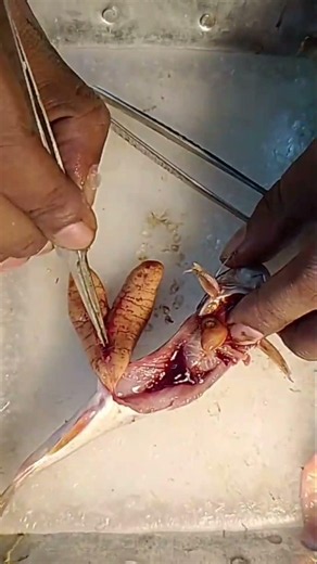 Mounting of Fish Ova (Tangra Fish) I Zoology Practical I Excelleum #shorts