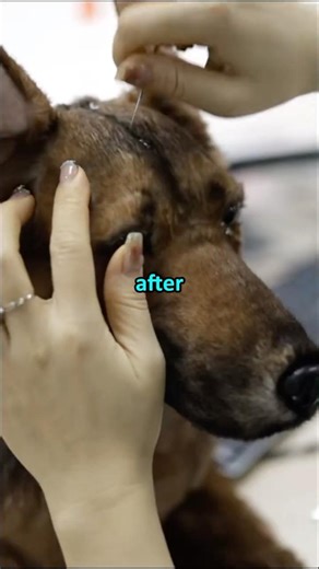 Cloning Your Pet❤️