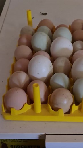 Turkey,mallards ducks & guinea fowl eggs