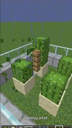 Farma Kaktusów w Minecraft🌵