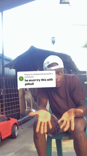 Understanding the American Pitbull: Training Tips