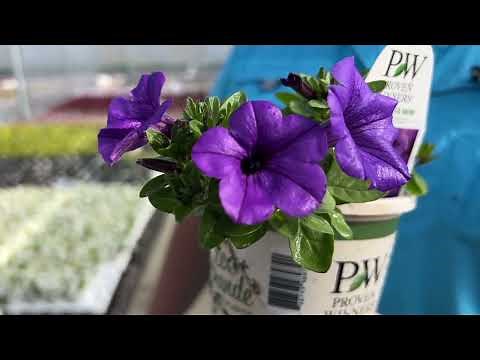 Proven Winners Supertunia Mini Vista Comparison