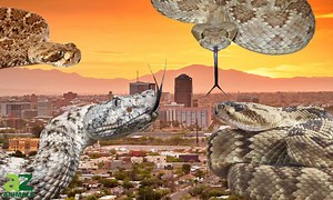 The 15 Types of Rattlesnakes in Arizona in 2024