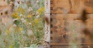 Installer une ruche dans son jardin : ce que dit la loi !