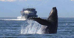 OCEAN TECHNOLOGIES GROUP PARTNERS WITH WORLD CETACEAN ALLIANCE