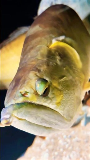 Arowana Big