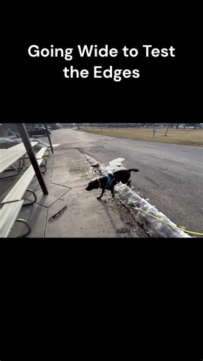 Reading Your Dog - Scent Work