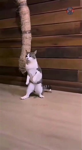 Try not to smile watching this 😍