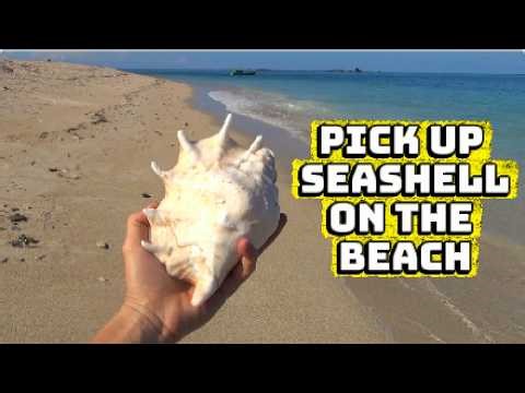 Unbelievable! I Found a Giant Hand-Shaped Seashell