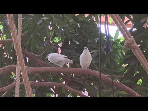 Bali mynah / Leucopsar rothschildi