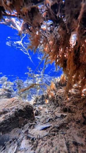 129K views · 500 reactions |  the beauty of underwater nature 﫧️ #world #underwater #satisfying #videography TopFans | Eby Karmoza | Facebook