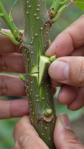🌱 Plant Air Layering & China Method | Easy Plant Propagation Guide