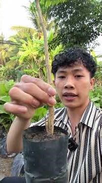 Cây giống giá tỵ (Cây Tếch) ☎️0363.119.546