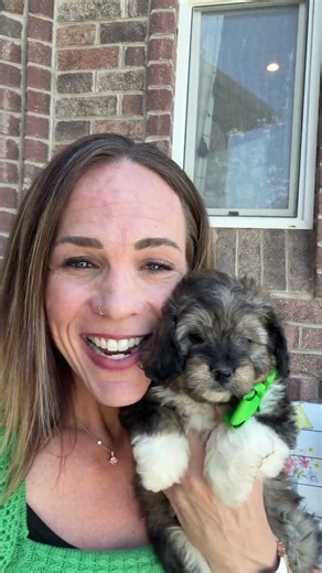 Cavapoo Bernendoodle Boy green- 17-20lbs full grown