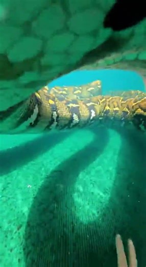 Waterslide into pool full of giant python #funny #memes