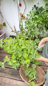 Harvesting Cuban oregano 🌿 A touch for my beef soup, the rest saved for later goodness! #FromGardenToPot | Che Thompson