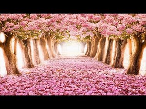 The Most Beautiful Flowers Streets in the world