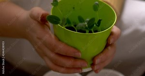 Girl in white apron seated seedlings in white plastic pots near window at home. Cabbage, cucumber, tomato, eggplant, cabbage, sweet pepper sprouts.