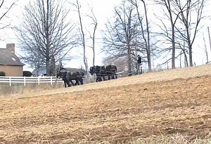 I saw lots of Amish farmers plowing this morning, possibly to stay ahead of all the rain in the forecast including this Percheron team hitched in tandem near Winesburg Ohio. JD | AmishLeben