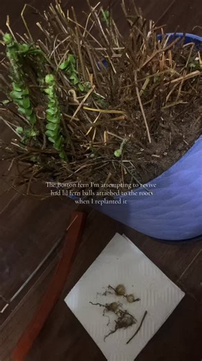 🌙 on Instagram: "hopefully it comes back! not sure what to do with the balls.. #fern #bostonfern #greenwitch #plantrescue #ferns"