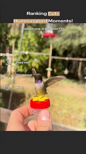 Top 5 Cute Hummingbird Moments! #hummingbirds