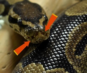 Check it out: ball pythons have heat-sensing pits on their snouts. Do you see them? The pits enable the snake to sense infrared radiation, which means he can "see" a source of heat - like, for example, the body of a warm-blooded, tasty mouse! 🐍 🐁 #SlitherSunday | NEW Zoo & Adventure Park
