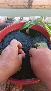 How to install moss bait using water spinach leaves for fishing for tilapia | Yayat Giriwil Reel