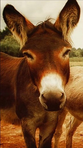 Donkey - Sound Effect