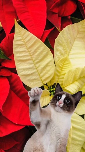 🎄🐾 Are poinsettias REALLY poisonous to your pets? 🐶🐱 You’ve probably heard the warning… but is it actually true? 🤔 In this reel, we’re giving you the REAL answer about poinsettias and pets — what’s myth, what’s fact, and what you truly need to watch for this holiday season. If you have curious cats or dogs at home, this is a must-know before decorating! 🌺✨ 💬 Tell us — do you keep poinsettias in your home during the holidays? #PoinsettiaCare #PetSafety #HolidayPlants #PlantMyths #DogSafe #