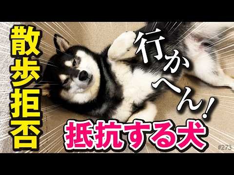 [Stubborn Shiba] The Shiba Inu who absolutely refuses to go for a walk
