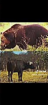 African cape buffalo vs grizzly bear who wins in a fight?