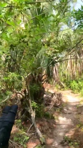 Trail maintenance Pepper tree #shorts #shortvideo #shortsfeed
