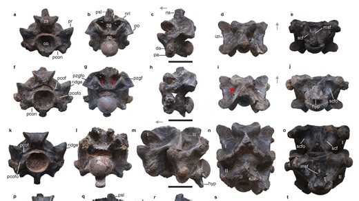 This ancient snake in India might have been longer than a school bus and weighed a ton