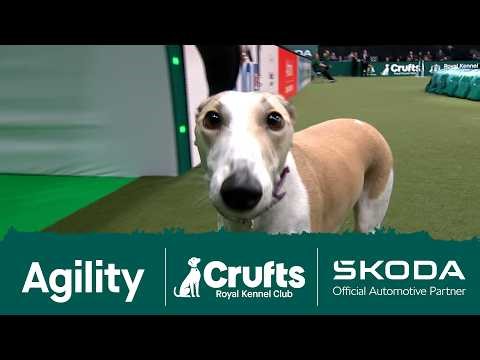 Penny the Lurcher makes her own course up at Crufts 2026