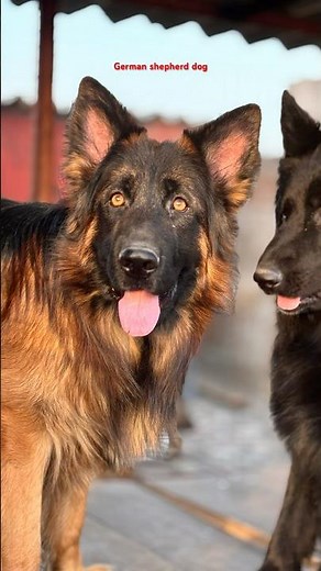 Long coat German shepherd dog, #germanshepherd #pitbullfacts #doglover #dogknowledge #facts