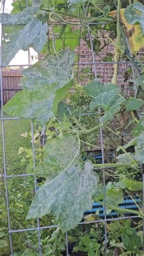 #houstongardening #gardentips #vegetables #gardening #garden #texasgardening #veteran #texasgardener #gardenlife | Down-Home Backyard Gardening