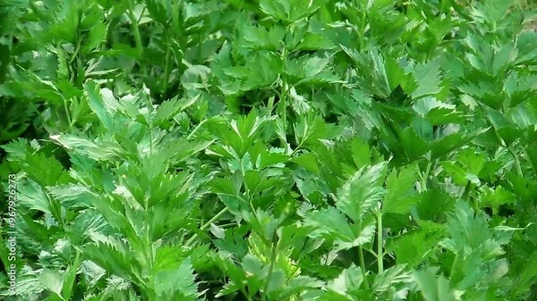 Fresh green leaves celery (apium graveolens) vegetable field growing