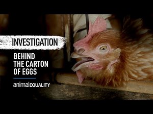 Revealing Brazil's Dark Secret: Egg Industry's Cruelty Exposed