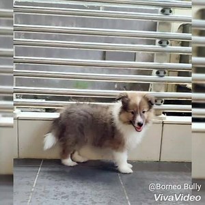 Pure breed Shetland Sheepdog puppy ready for rehome. Gender : Male & female Colour : Sable Cert : Yes (MKA) Deworm : Done 1st Vaccine : Done Price : RM3600 Serious buyer please call or whatsapp @ 0138156339 for details. | Borneo Bully