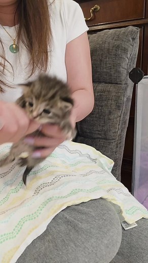 628K views · 27K reactions | Feeding my 2 week old bottle baby for the first time. She's latched onto her syringe super quickly and ate like a champ! I can't believe how quickly she consumed her 10ML. #maomao #bottlebaby #kitten | The Kitten Foster | Facebook