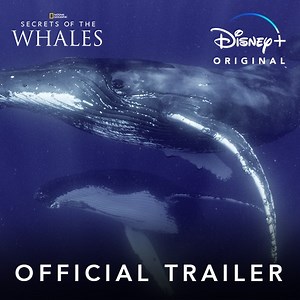 406K views · 3.9K reactions | This Earth Day, take a deep dive with #SecretsOfTheWhales, an Original Series from National Geographic, executive producer James Cameron, and narrated by Sigourney Weaver. Streaming April 22 on #DisneyPlus. | Disney+ | Facebook