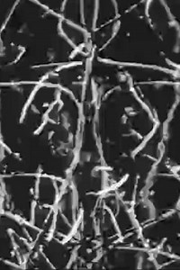 Palimpsest Palindrome (1975) - Movie